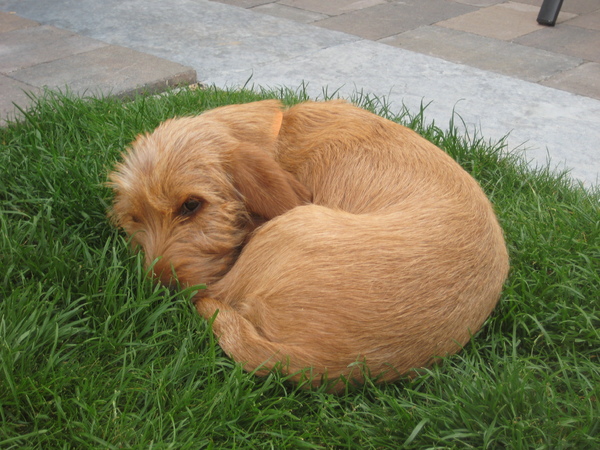 Basset Fauve de Bretagne