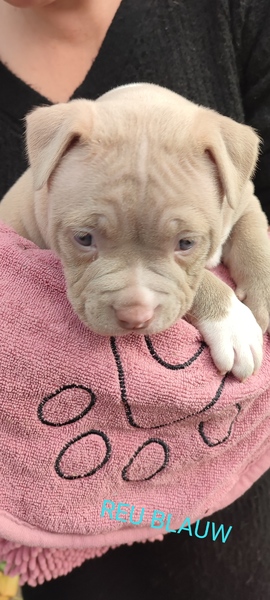 American_Bully_Rotterdam