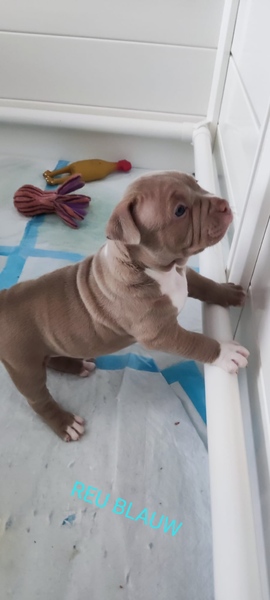 American_Bully_Rotterdam