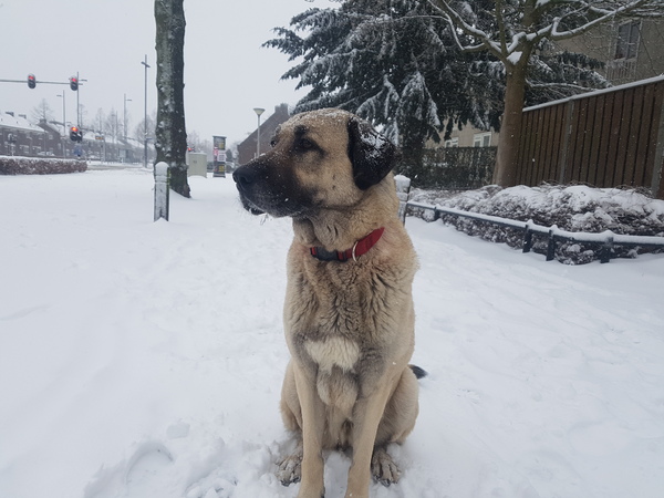 Kangal