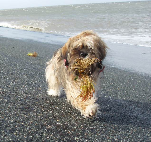 spelen aan zee