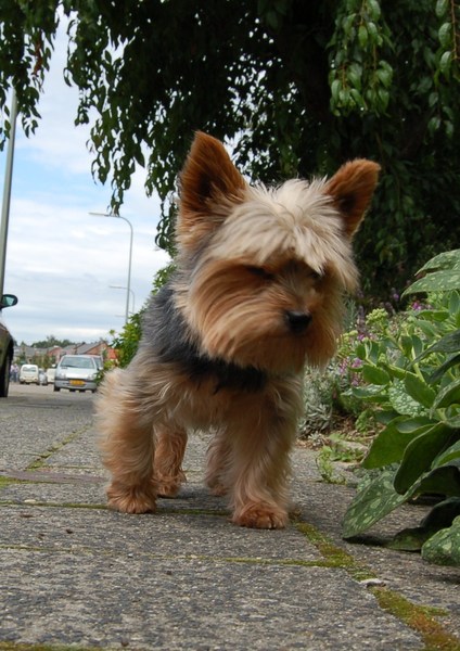 Yorkshire Terrier