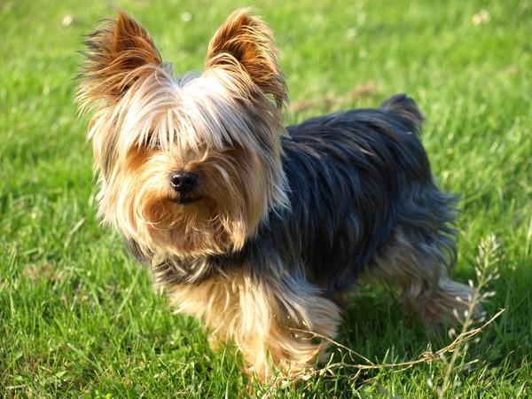 Yorkshire Terrier