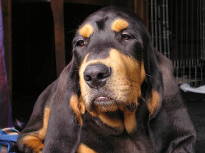 Chien Courant du Jura