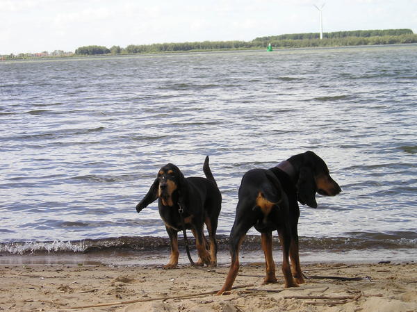 Chien Courant du Jura