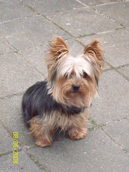Yorkshire Terrier