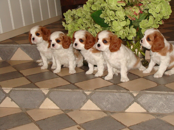 Cavalier King Charles Spaniel