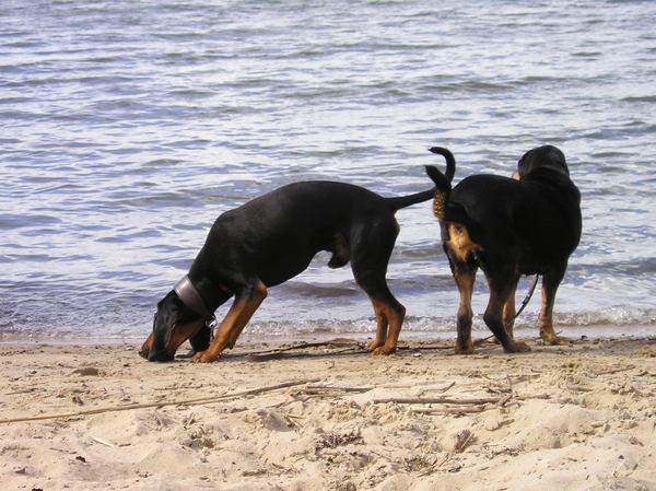Chien Courant du Jura