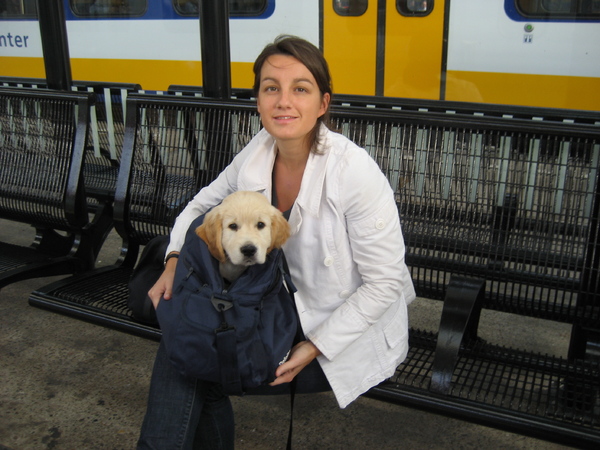 Franse Golden Pup Immigreert naar Nederland