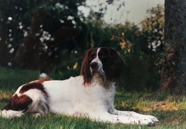 Epagneul Francais kennel Nijegaster Greiden