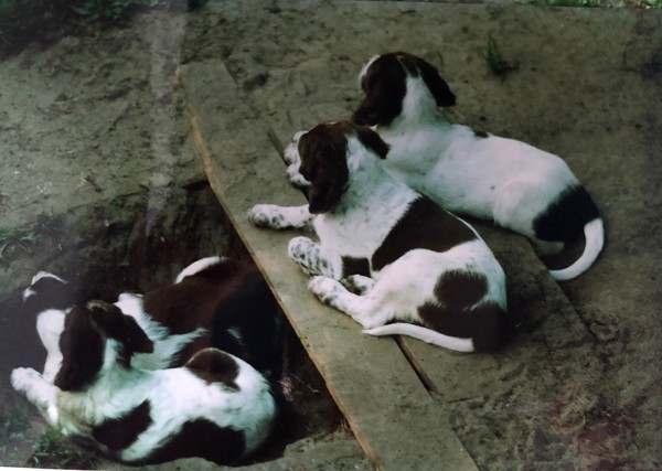 Epagneul Francais kennel Nijegaster Greiden