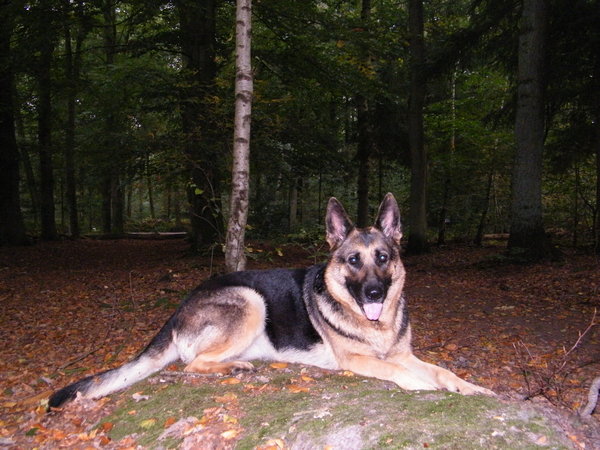xena in het bos