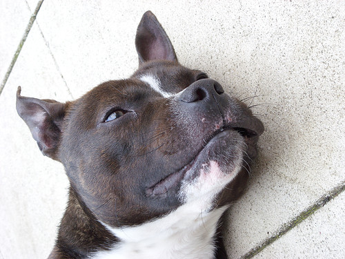 Staffordshire Bull Terrier