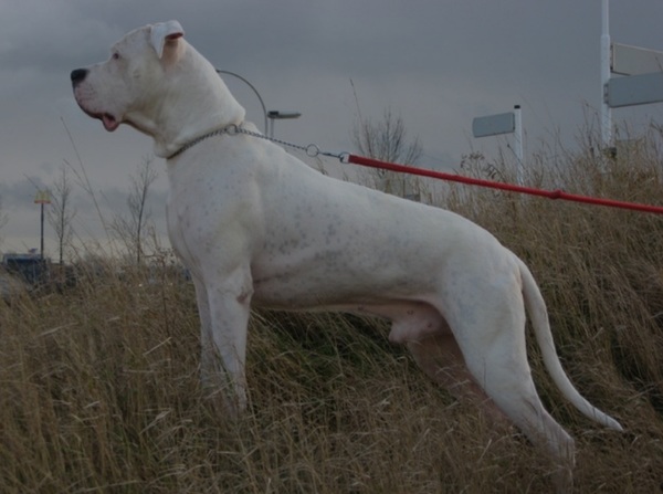 Dogo Argentino