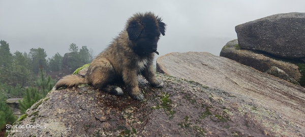 Cão da Serra da Estrela, langhaar
