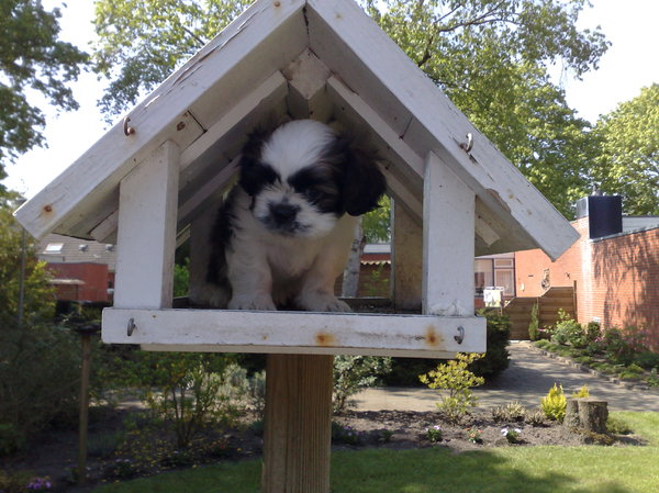 Scotty in zijn eigen huisje 6 weekjes