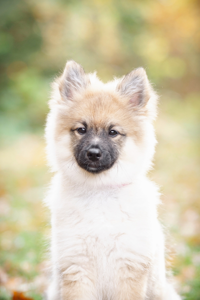 Keeshond, Middenslag