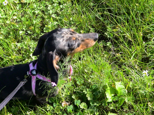 Live Julia van Teckel medea 