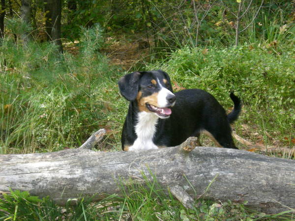 Entlebucher Sennenhond