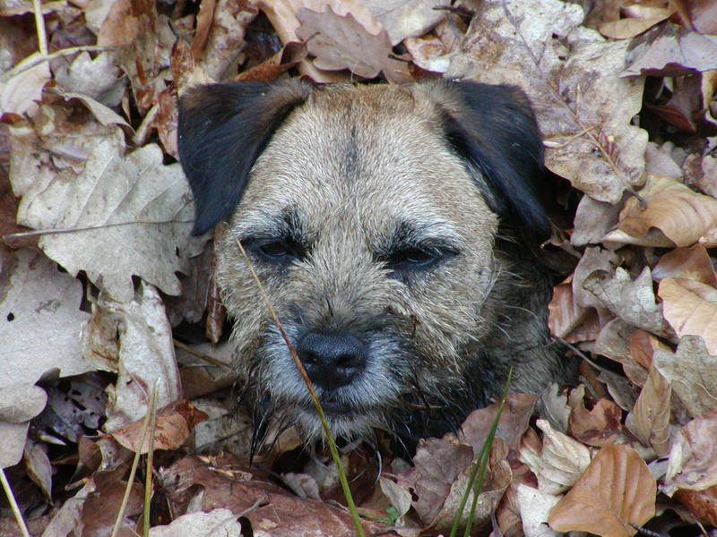 Verstopt in de herfstbladeren