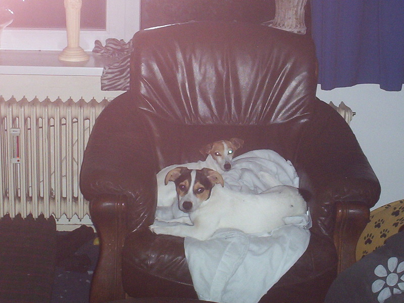 lucky verstopt achter satan en nog wel op een wit kussen