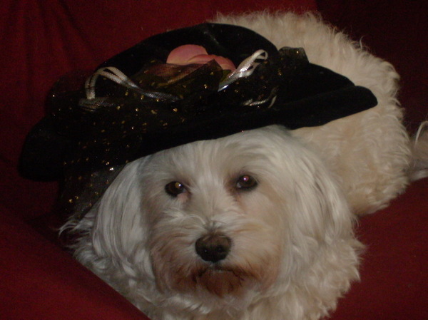 het maltezerdametje sita 