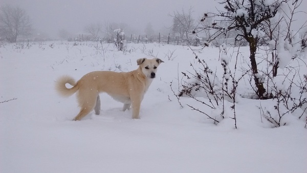 Koukleum in de Bulgaarse winter