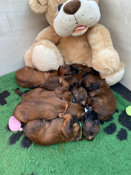 Briards Emergè de L'Amour  