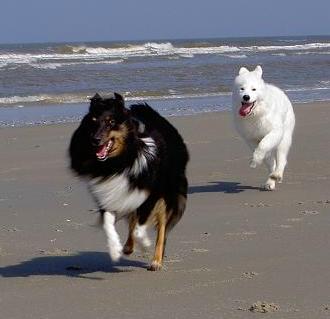 Achtervolging van tante Galynn