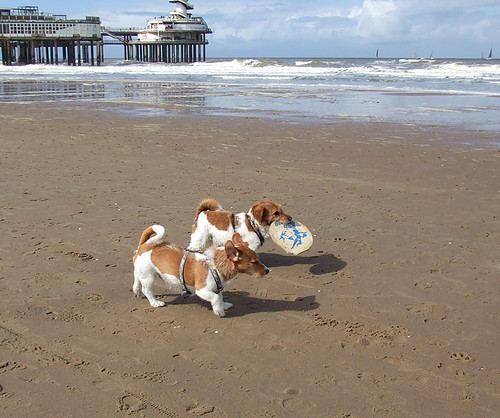 geef hier die frisbee