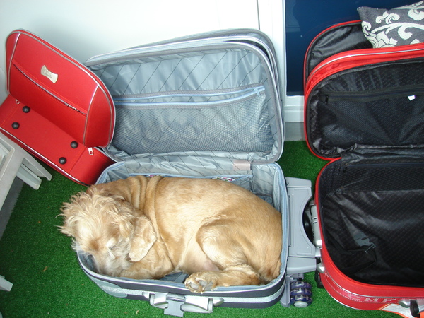 Don Pedro de VakantieManHond