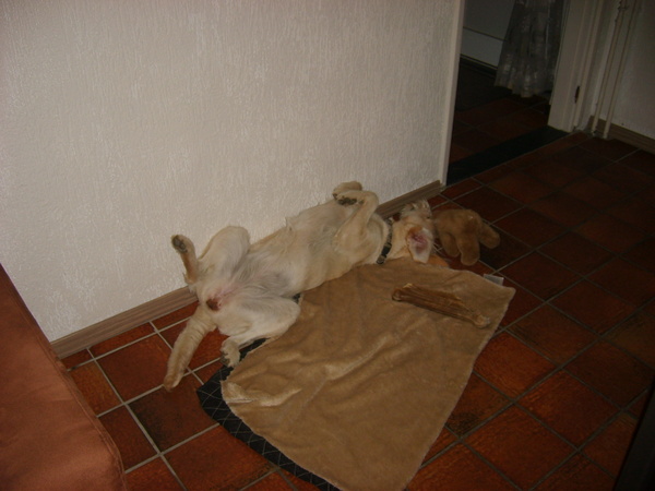 uit gebreid lui liggen