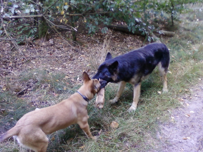 mijn schatjes in het bos en op de hei