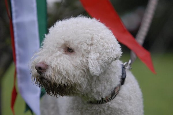 Lagotto Romagnolo