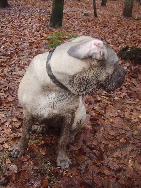 Het eindresultaat na een middagje in het bos wandelen... 
