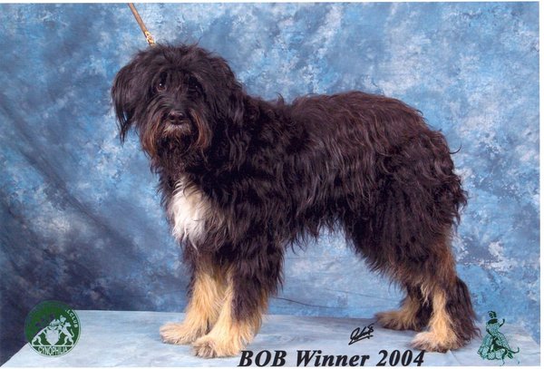 Cao da Serra de Aires