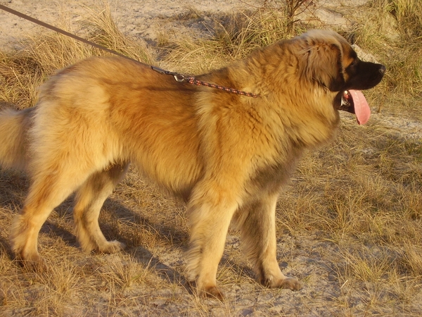 Leonberger