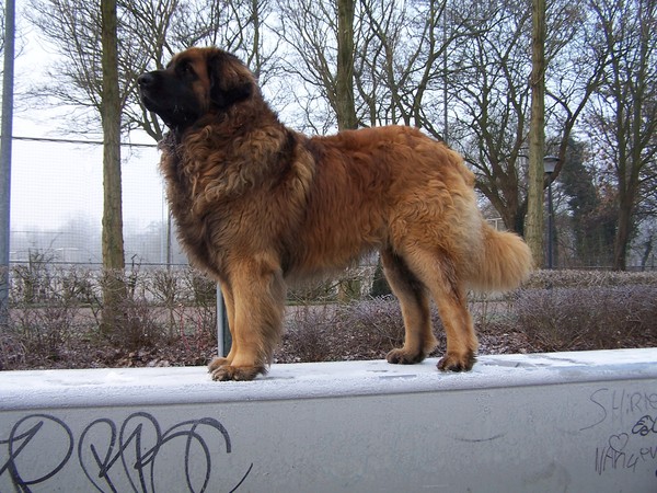 Leonberger