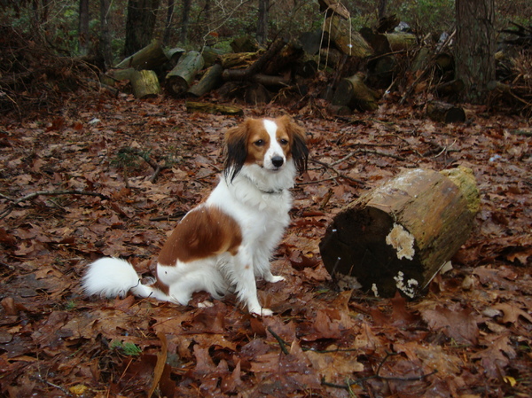 Kooikerhondje