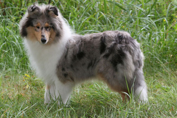 Nimpha hier 4 maanden op en even in het gras spelen dat doet ze graag