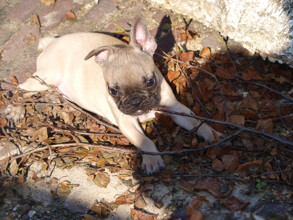Heerlijk hoor, zo'n klein hoopje bladeren!