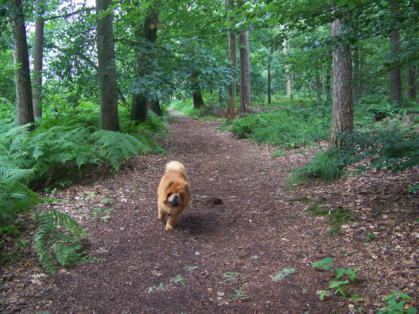 even lekker rennen in het bos