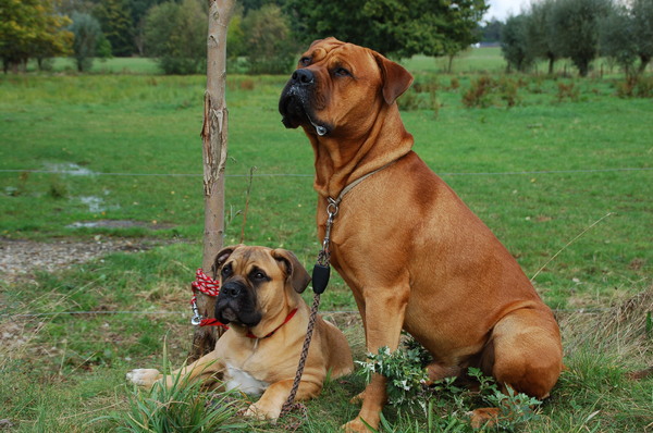 Bullmastiff