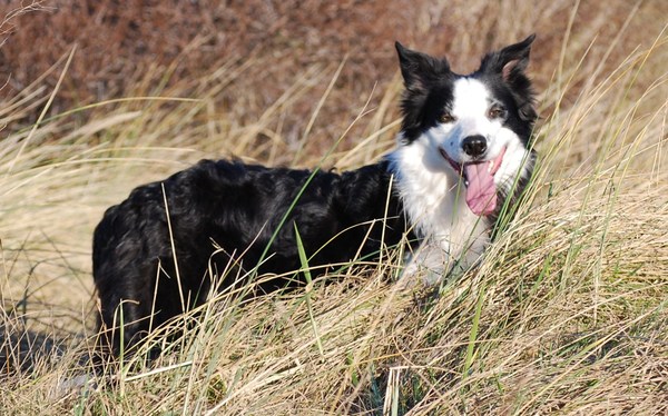 Border Collie