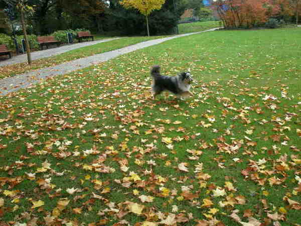 Murphey en zijn passie--> zijn bal