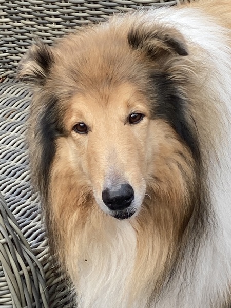 Schotse Herdershond, Langhaar