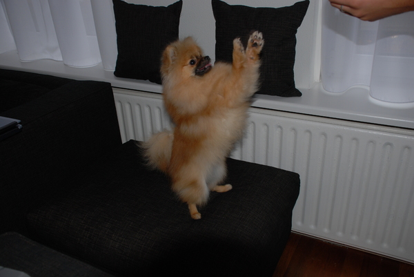 Baasje eten? Dat wil ik ooookkkk!