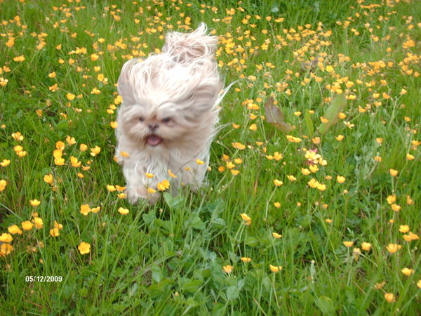 Luna,s hobby rennen en dollen.