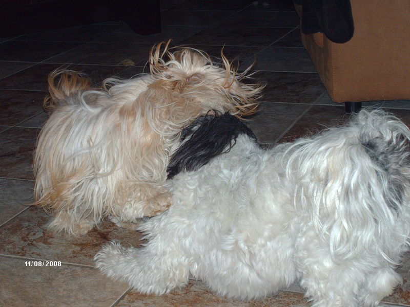 turbo's grootste hobby stoeien met Luna