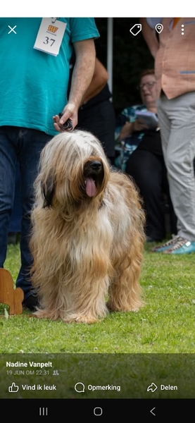 Briards Emergè de L'Amour  